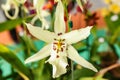 Beallara orchid flower