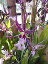 Orchid, Beallara, Purple King.