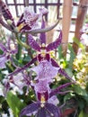 Orchid, Beallara, Purple King.