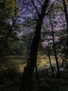 Beautiful dreamy sun rays coming from the sky in the lush green forest