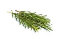 A beam of green rosemary branches isolated on white background