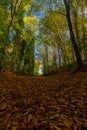 A beam of sun light coming through the trees in the forest. The ray of sun lightens the brown leaves which cover the ground on the Royalty Free Stock Photo