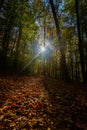 A beam of sun light coming through the trees in the forest. The ray of sun lightens the brown leaves which cover the ground on the