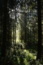 Beams of morning sunlight in a dark forest Royalty Free Stock Photo