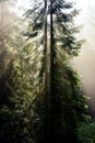 Beams of morning sunlight in a dark forest Royalty Free Stock Photo