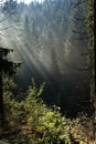 Beams of morning sunlight in a dark forest Royalty Free Stock Photo