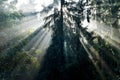 Beams of morning sunlight in a dark forest Royalty Free Stock Photo