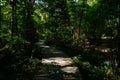 Beams of summer afternoon sunlight cast on planked path in woods Royalty Free Stock Photo