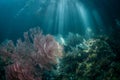 Beams of Sunlight and Coral Reef in Raja Ampat Royalty Free Stock Photo