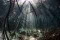 Beams of Sunlight and Mangrove Forest Royalty Free Stock Photo