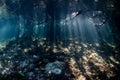 Beams of Sunlight in Mangrove Forest Royalty Free Stock Photo