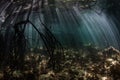 Beams of Sunlight and Shadows in Mangrove Forest Royalty Free Stock Photo