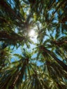 Beams of Sunlight Shining Through a Palm Tree Forest Canopy Generative AI.jpeg Royalty Free Stock Photo