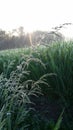 Green Alfalfa Sunrise Royalty Free Stock Photo