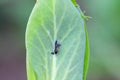 Bean aphid or black bean aphids, Aphis fabae. A colony of wingless individuals and a winged female on a pea leaf