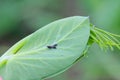 Bean aphid or black bean aphids, Aphis fabae. A colony of wingless individuals and a winged female on a pea leaf