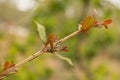 Bean aphid. Insect pests on shoots of plants.