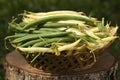 Bean in basket