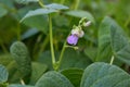 Bean blossom outdoors in a flowerbad Royalty Free Stock Photo