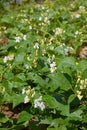 Bean blossom outdoors in a flowerbad Royalty Free Stock Photo