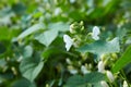 Bean in blossom outdoors in a flowerbad Royalty Free Stock Photo