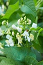 Bean in blossom outdoors in a flowerbad Royalty Free Stock Photo