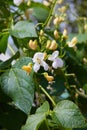 Bean blossom outdoors in a flowerbad Royalty Free Stock Photo