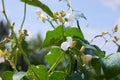 Bean blossom outdoors in a flowerbad Royalty Free Stock Photo