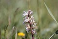 Bean broomrape, Orobanche crenata