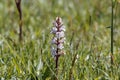 Bean broomrape, Orobanche crenata