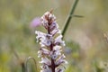 Bean broomrape, Orobanche crenata