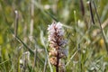 Bean broomrape, Orobanche crenata