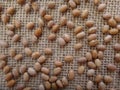 Bean grains - Carioca