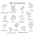 Bean family plants collection