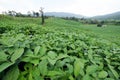 Bean field