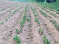 Bean field dry soil