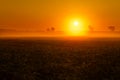 Bean Field Foggy Sunrise Royalty Free Stock Photo