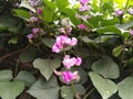 The bean flower and bean plants