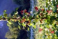 Bean flower - Phaseolus coccineus Royalty Free Stock Photo