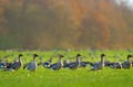 Bean geese