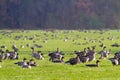 Bean geese