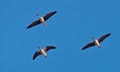 Three Bean geese flies high in blue sky