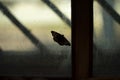 Bean on glass. Butterfly on window. Interior details. Window frame