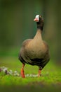 Bean goose, Anser fabalis, walking bird in the nature habitat, action scene with open wings, Sweden. Bird in the nature habitat, g