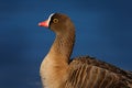 Bean goose, Anser fabalis, walking bird in the nature habitat, detail portrait, park in Basel, Swiss. Bird in the nature habitat,