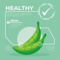 Bean infographic vector Design, fresh vegetable