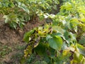 Bean leaf disease, bacterial blight,  crop planting at the fields Royalty Free Stock Photo