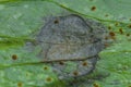 Blight on bean Royalty Free Stock Photo