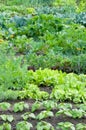 Bean and lettuce plants on a vegetable garden patch Royalty Free Stock Photo