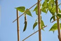 Bean plant climbs over the bamboo ladder, blue sky in background Royalty Free Stock Photo